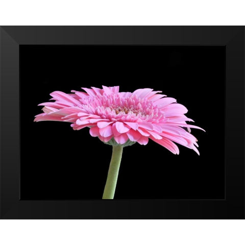 Gerber Angle III Black Modern Wood Framed Art Print by Christensen, Jim