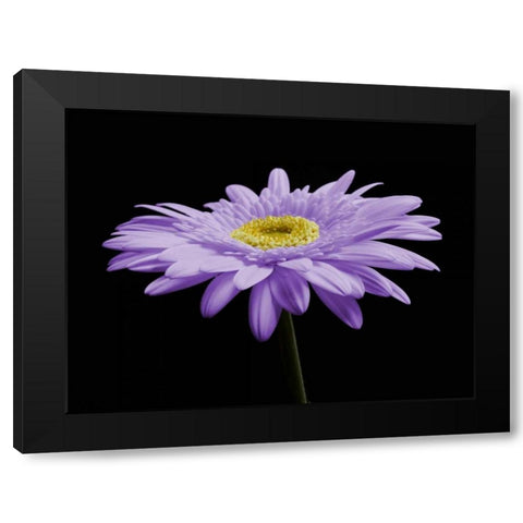 Gerber Angle IV Black Modern Wood Framed Art Print by Christensen, Jim