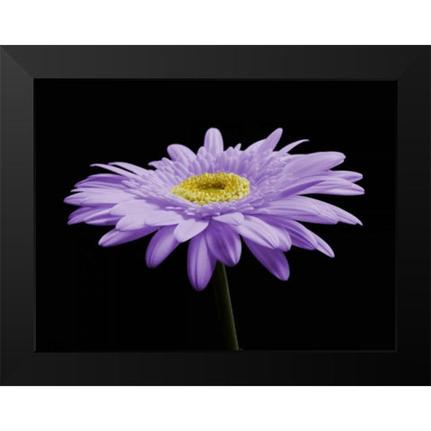 Gerber Angle IV Black Modern Wood Framed Art Print by Christensen, Jim