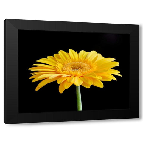 Gerber Angle VI Black Modern Wood Framed Art Print by Christensen, Jim