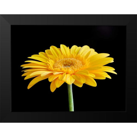 Gerber Angle VI Black Modern Wood Framed Art Print by Christensen, Jim