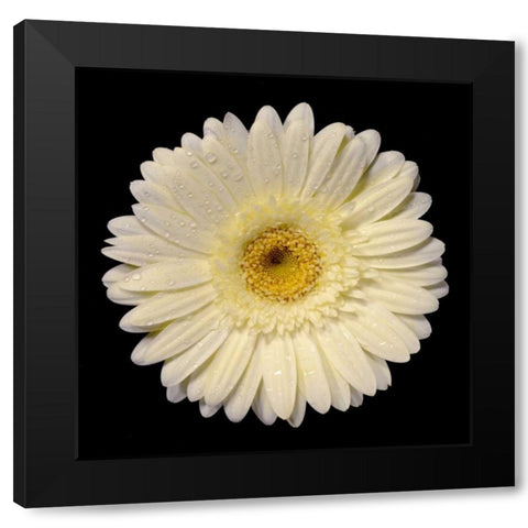 Drops on Gerber I Black Modern Wood Framed Art Print by Christensen, Jim
