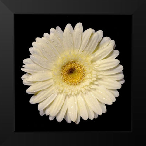 Drops on Gerber I Black Modern Wood Framed Art Print by Christensen, Jim