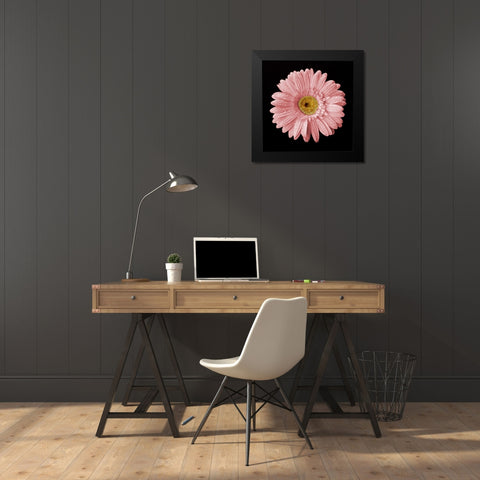 Drops on Gerber II Black Modern Wood Framed Art Print by Christensen, Jim