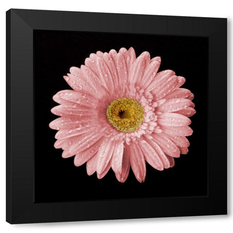 Drops on Gerber II Black Modern Wood Framed Art Print by Christensen, Jim