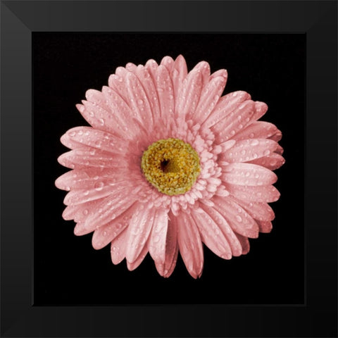 Drops on Gerber II Black Modern Wood Framed Art Print by Christensen, Jim