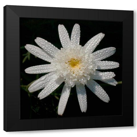 Flower on Black I Black Modern Wood Framed Art Print by Christensen, Jim