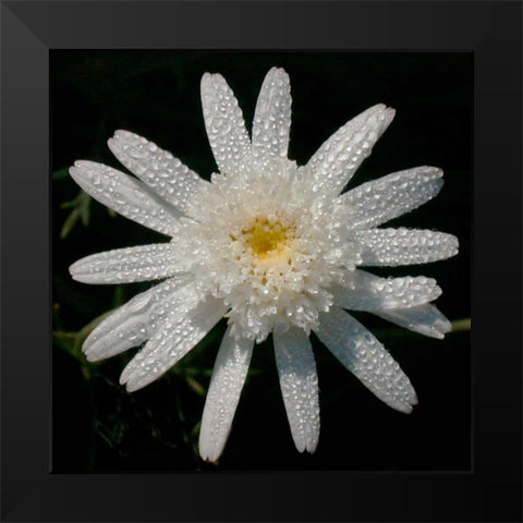 Flower on Black I Black Modern Wood Framed Art Print by Christensen, Jim