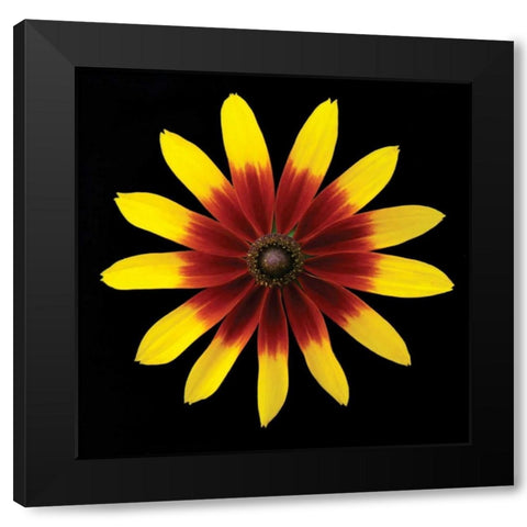 Flower on Black II Black Modern Wood Framed Art Print with Double Matting by Christensen, Jim