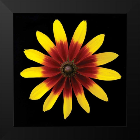 Flower on Black II Black Modern Wood Framed Art Print by Christensen, Jim
