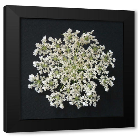 Queen Annes Lace I Black Modern Wood Framed Art Print by Christensen, Jim