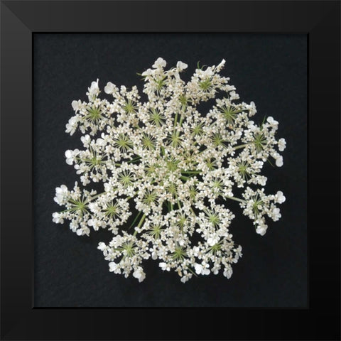 Queen Annes Lace I Black Modern Wood Framed Art Print by Christensen, Jim