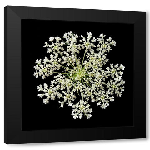 Queen Annes Lace II Black Modern Wood Framed Art Print by Christensen, Jim