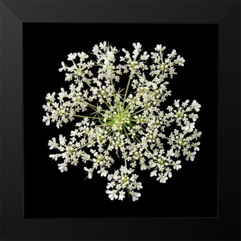 Queen Annes Lace II Black Modern Wood Framed Art Print by Christensen, Jim