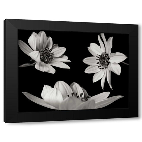 Trio I Black Modern Wood Framed Art Print by Christensen, Jim