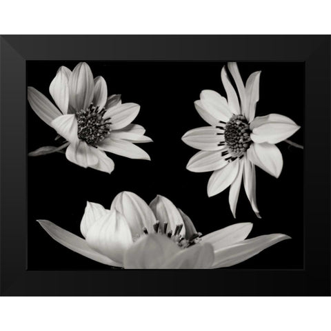 Trio I Black Modern Wood Framed Art Print by Christensen, Jim