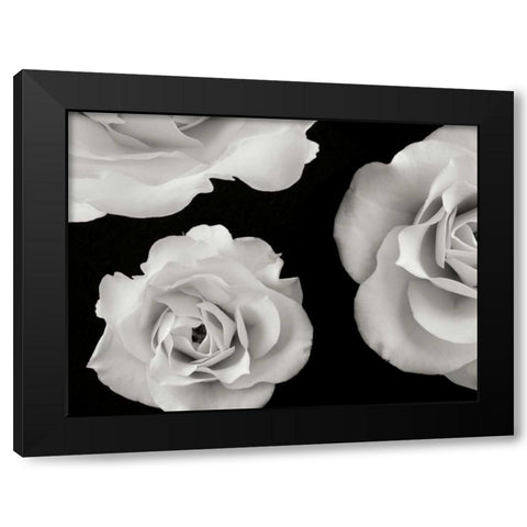 Trio II Black Modern Wood Framed Art Print by Christensen, Jim