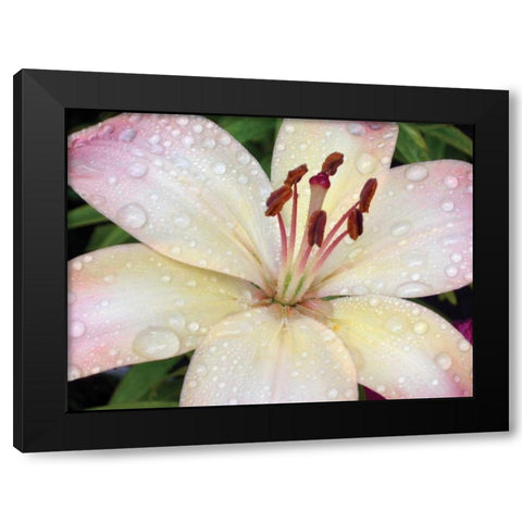 Flower After Rain I Black Modern Wood Framed Art Print by Christensen, Jim