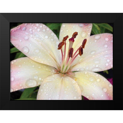Flower After Rain I Black Modern Wood Framed Art Print by Christensen, Jim