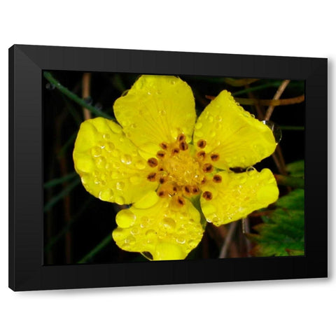Flower After Rain III Black Modern Wood Framed Art Print by Christensen, Jim