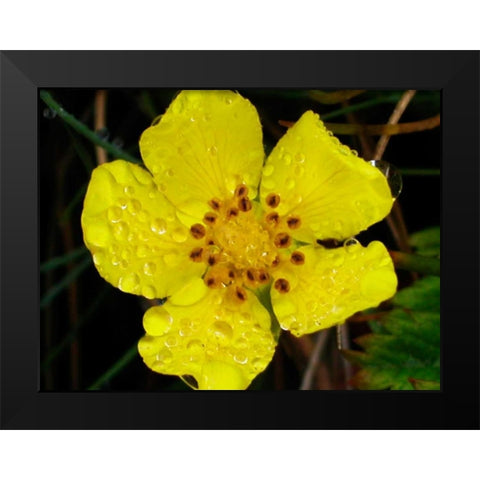 Flower After Rain III Black Modern Wood Framed Art Print by Christensen, Jim