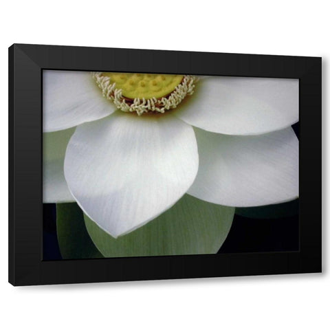 Macro Lotus Black Modern Wood Framed Art Print by Christensen, Jim