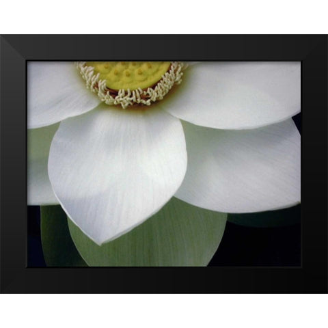 Macro Lotus Black Modern Wood Framed Art Print by Christensen, Jim