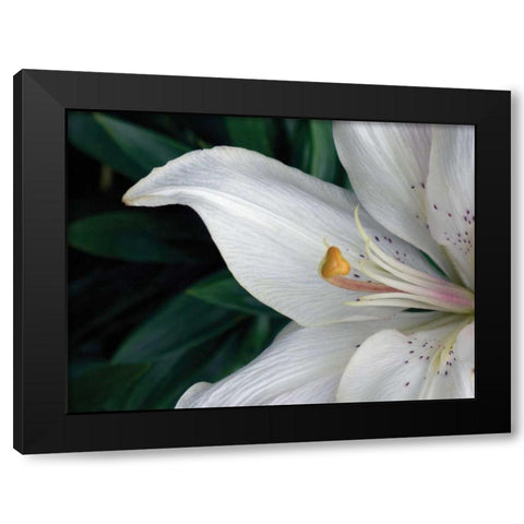 Macro Lily Black Modern Wood Framed Art Print by Christensen, Jim