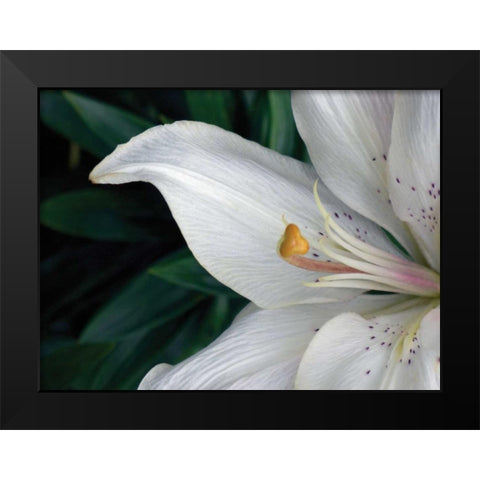 Macro Lily Black Modern Wood Framed Art Print by Christensen, Jim