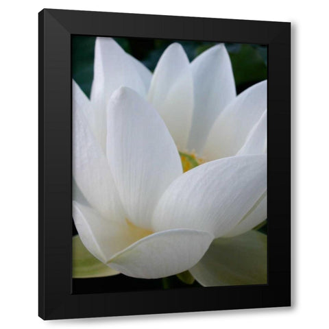 Lotus Black Modern Wood Framed Art Print by Christensen, Jim