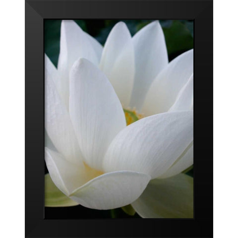 Lotus Black Modern Wood Framed Art Print by Christensen, Jim