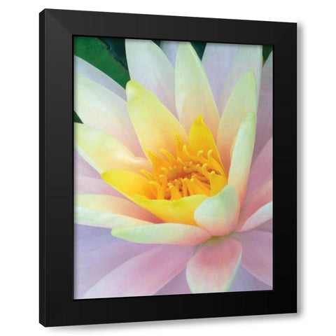 Water Lily Black Modern Wood Framed Art Print by Christensen, Jim