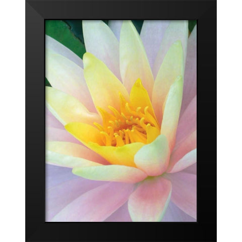Water Lily Black Modern Wood Framed Art Print by Christensen, Jim