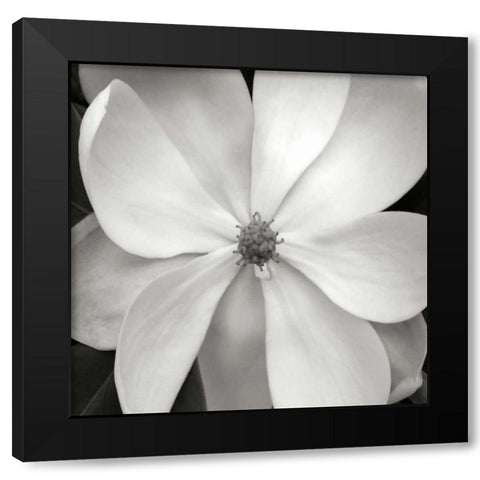 Magnolia III Black Modern Wood Framed Art Print by Christensen, Jim