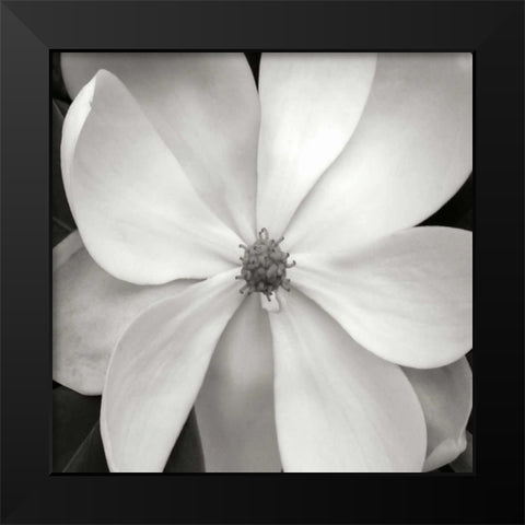 Magnolia III Black Modern Wood Framed Art Print by Christensen, Jim