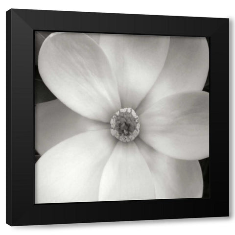 Magnolia IV Black Modern Wood Framed Art Print by Christensen, Jim