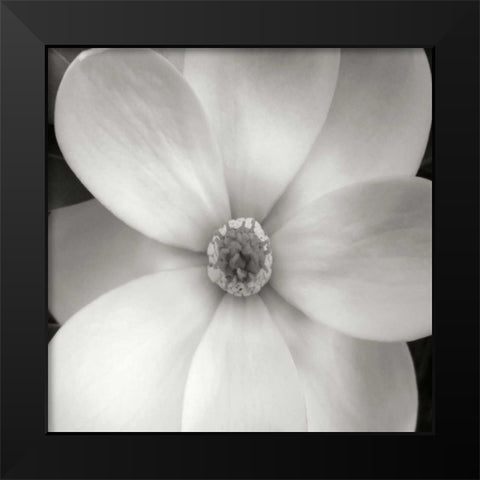 Magnolia IV Black Modern Wood Framed Art Print by Christensen, Jim