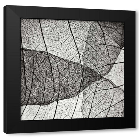 Leaf Designs IV BW Black Modern Wood Framed Art Print by Christensen, Jim