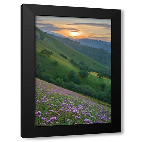 Caliente Bodfish I Black Modern Wood Framed Art Print by Geistweite, Mark