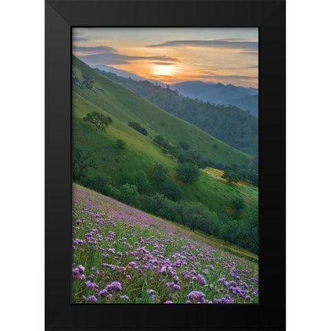 Caliente Bodfish I Black Modern Wood Framed Art Print by Geistweite, Mark