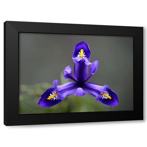 First Spring Iris Black Modern Wood Framed Art Print with Double Matting by Hellmann, Stan