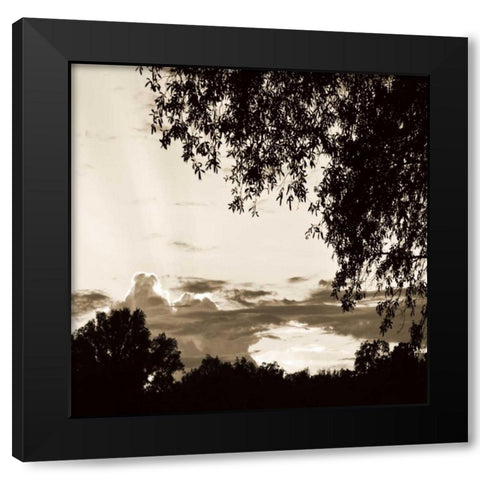 Sunset Trees Sepia Sq I Black Modern Wood Framed Art Print with Double Matting by Hausenflock, Alan