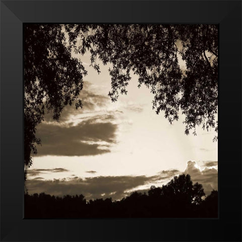 Sunset Trees Sepia Sq II Black Modern Wood Framed Art Print by Hausenflock, Alan
