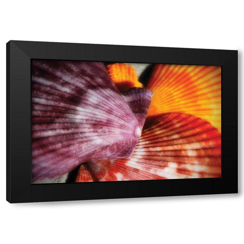 Scallops II Black Modern Wood Framed Art Print with Double Matting by Hausenflock, Alan
