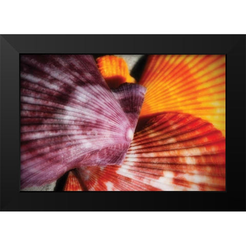 Scallops II Black Modern Wood Framed Art Print by Hausenflock, Alan