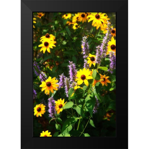 Summer Glory I Black Modern Wood Framed Art Print by Hausenflock, Alan