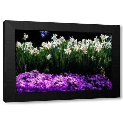 Spring Daffodils I Black Modern Wood Framed Art Print with Double Matting by Hausenflock, Alan