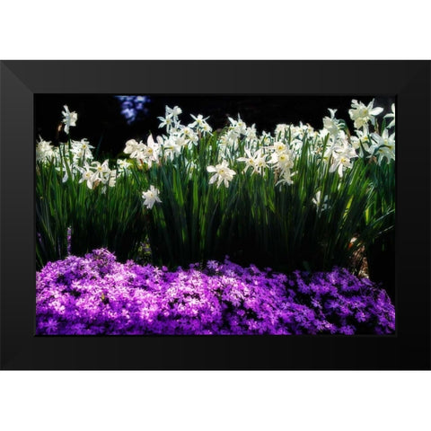 Spring Daffodils I Black Modern Wood Framed Art Print by Hausenflock, Alan