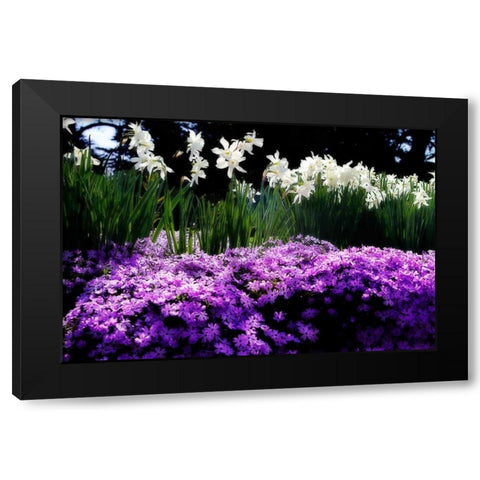 Spring Daffodils II Black Modern Wood Framed Art Print by Hausenflock, Alan