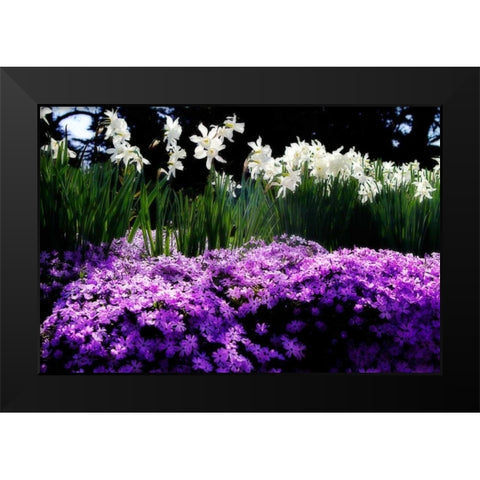 Spring Daffodils II Black Modern Wood Framed Art Print by Hausenflock, Alan